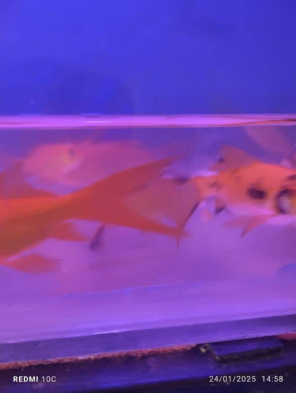 Koi shubankin goldfish along with 5 ft aquarium for sale 4