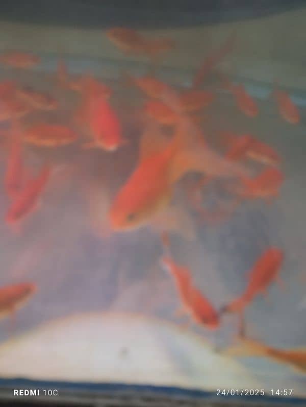 Koi shubankin goldfish along with 5 ft aquarium for sale 5