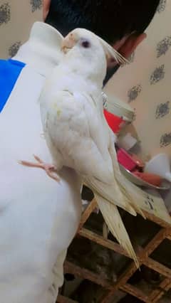 hand tame cocktail birds