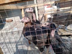 pure aseel Thai chicks pair