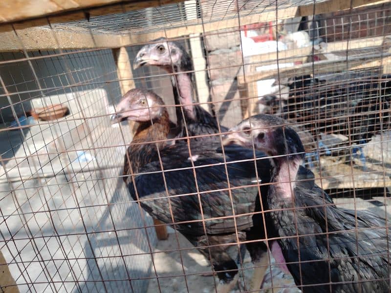 pure aseel Thai chicks pair 0