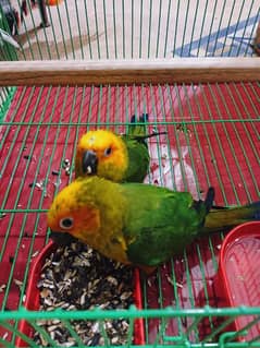 Sun conure chicks for sale Age 4 months