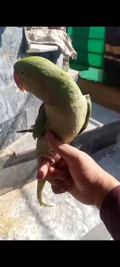 Raw full tame talking parrot