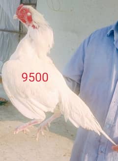 Hera aseel male ar galwa pair for sale in pwd islambad