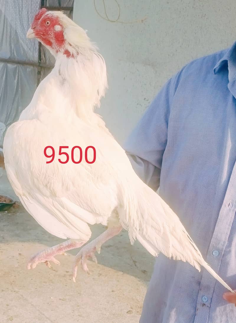 Hera aseel male ar galwa pair for sale in pwd islambad 0