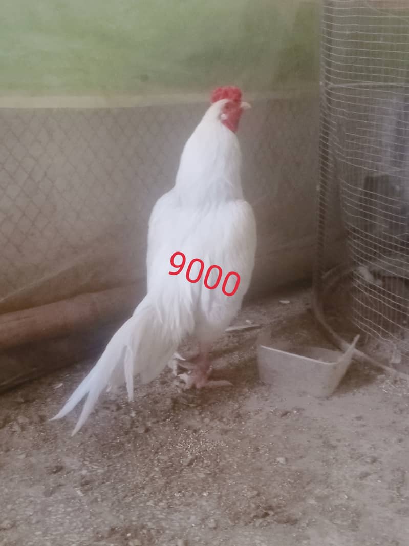 Hera aseel male ar galwa pair for sale in pwd islambad 3