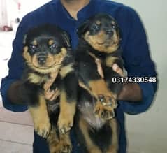 Rottweiler puppies - high quality