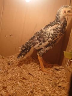 blue shamo chick