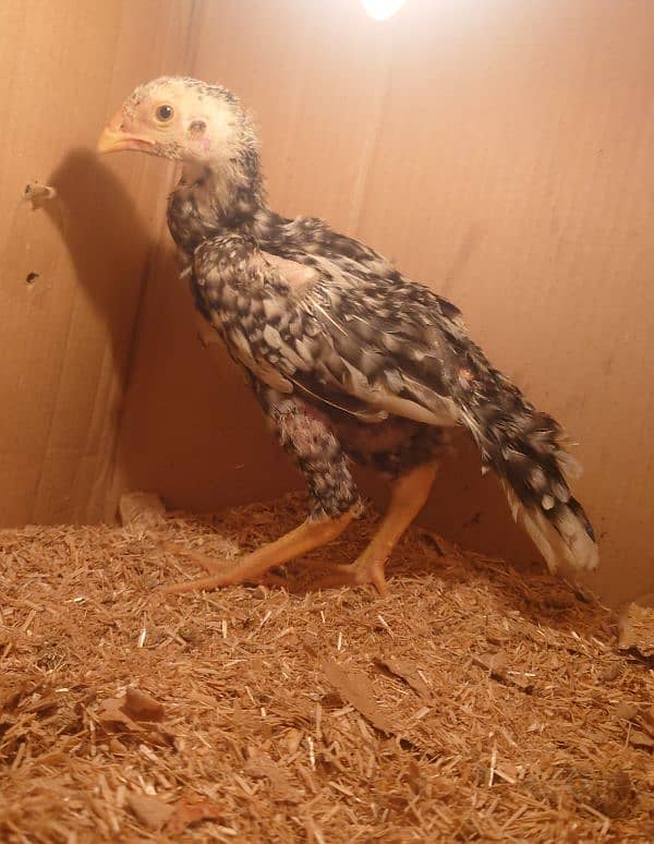 blue shamo chick 3