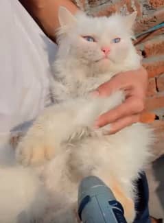 White Persian Cat