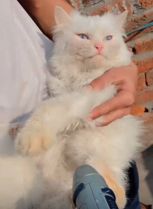 White Persian Cat 0