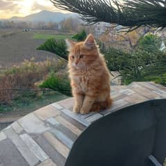 Persian well trained cats pair