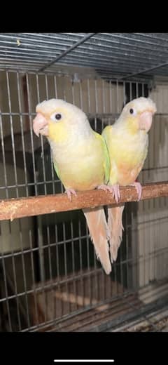 conure pairs setup for sale