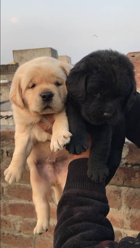 Labrador pedigree puppies (0321/47/47/671) 0