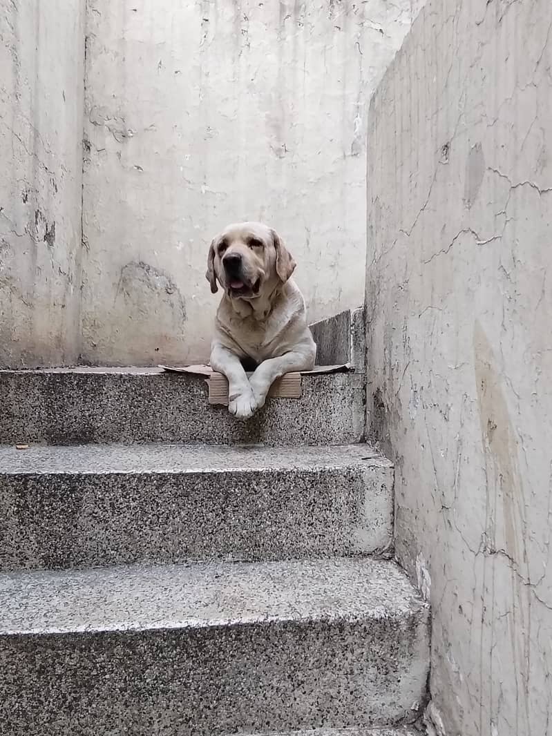 BRITISH LABRADOR OUTCLASS MALE 0