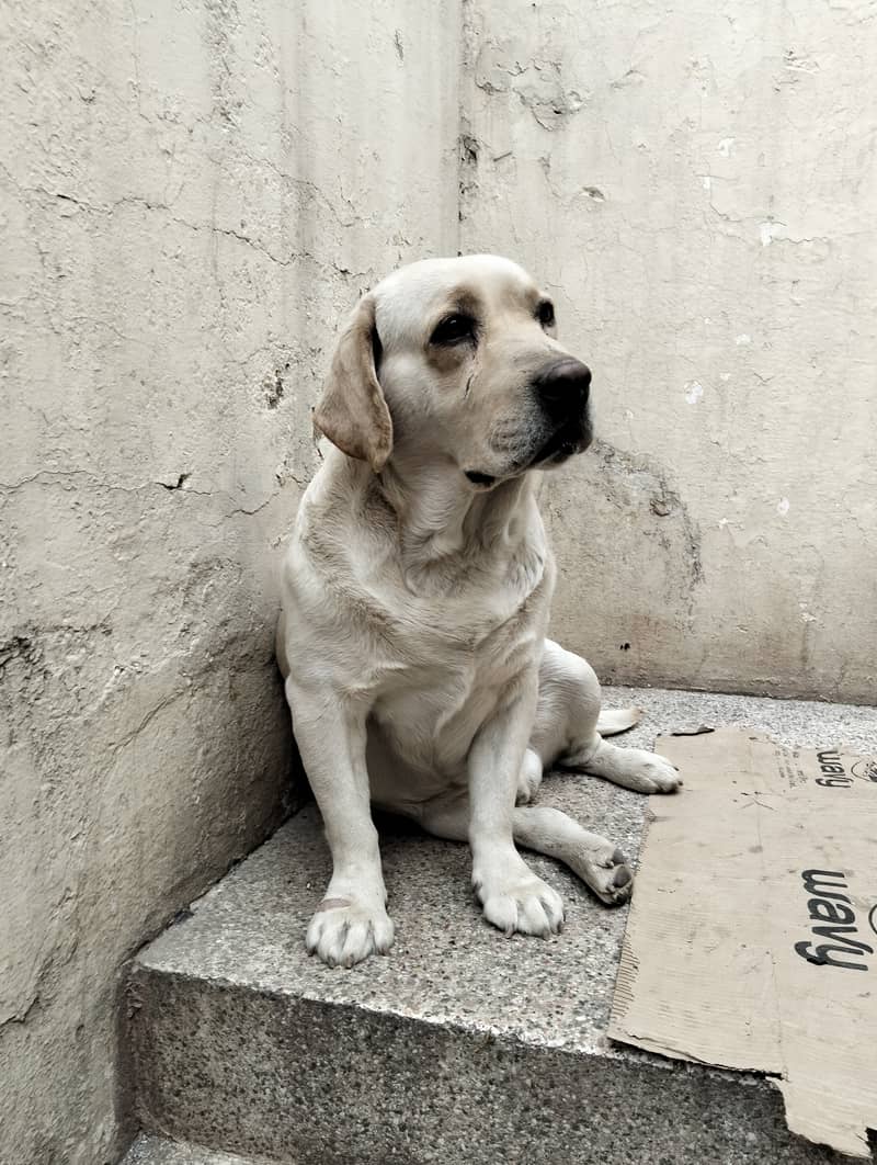 BRITISH LABRADOR OUTCLASS MALE 1