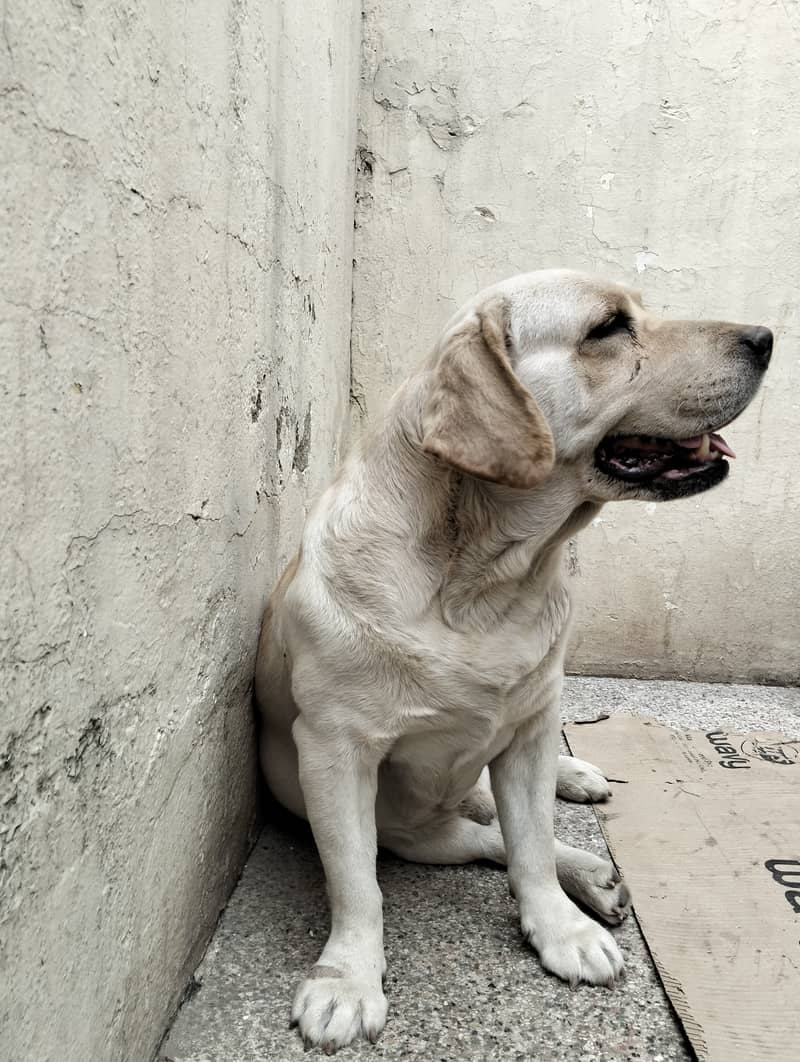 BRITISH LABRADOR OUTCLASS MALE 2