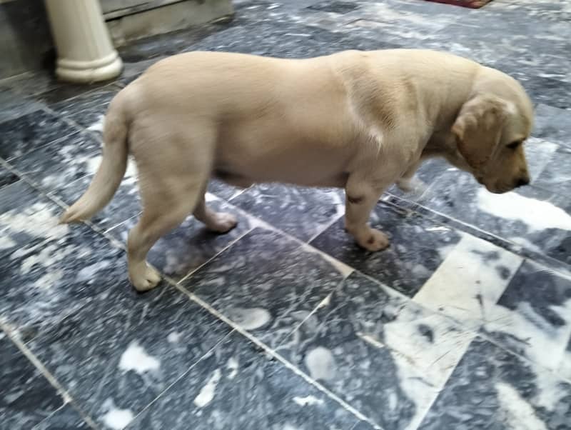 BRITISH LABRADOR OUTCLASS MALE 5