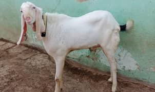 I want to sell by bakra best for qurbani