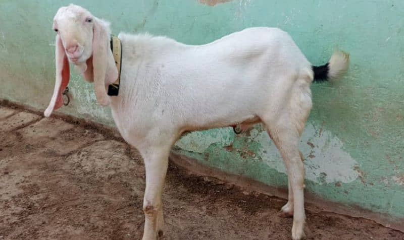 I want to sell by bakra best for qurbani 0