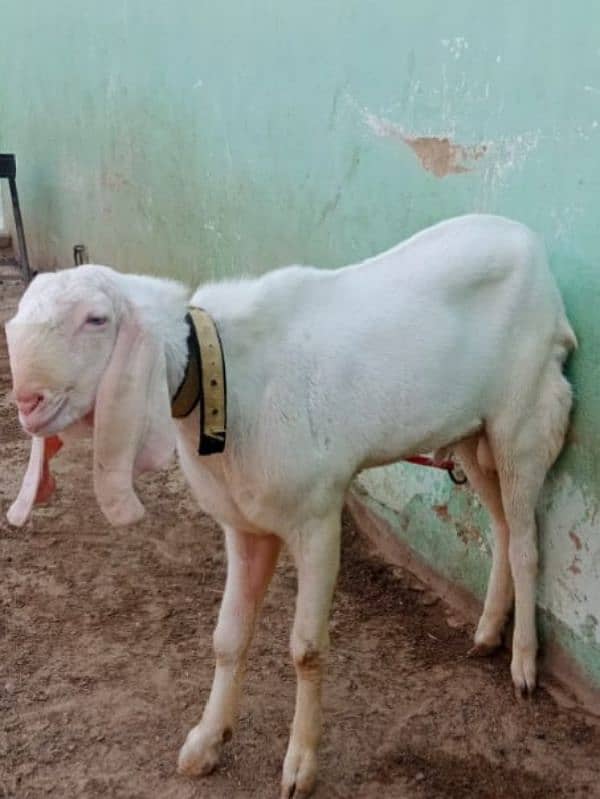 I want to sell by bakra best for qurbani 1