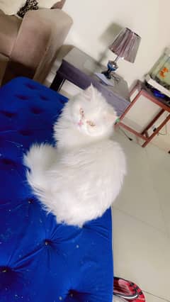 triple  coated persian (peki blood line)