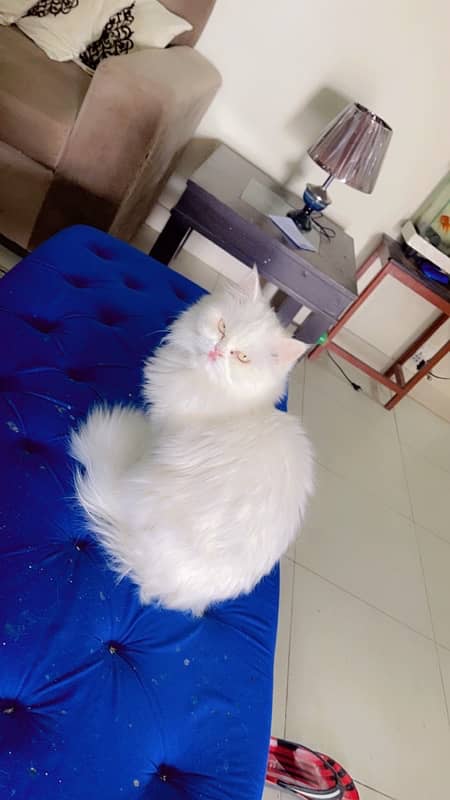 triple  coated persian (peki blood line) 1