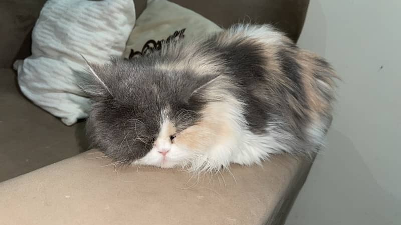 triple  coated persian (peki blood line) 6