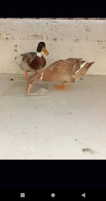 2 Pairs of duck 0