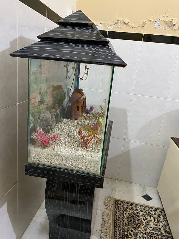 Fish brand new aquarium 2