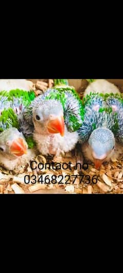 Raw Pahari chicks available