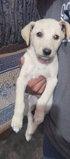 Labrador female puppy