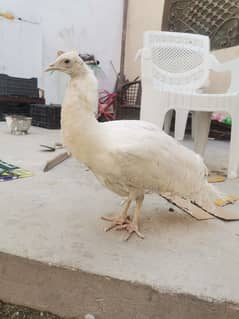 Indian Peafowl white