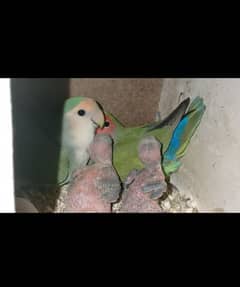 lovebird