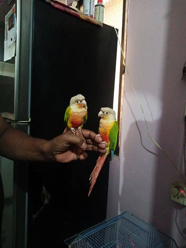 Pineapple Conure 1