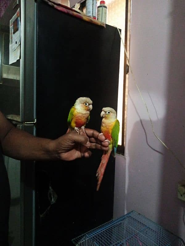 Pineapple Conure 2