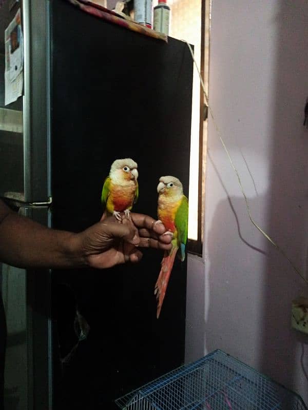 Pineapple Conure 3