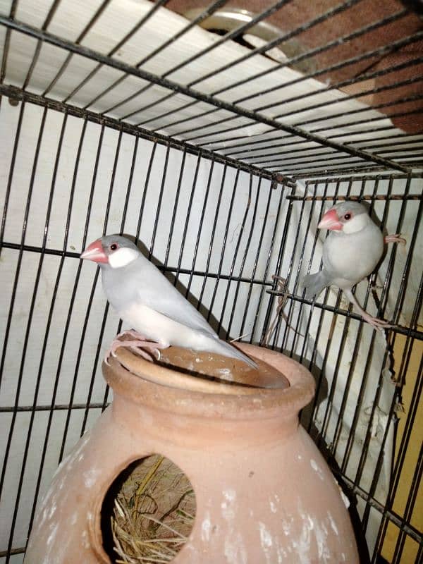 parblue male green opline female pair silver java pair or bw pair 5