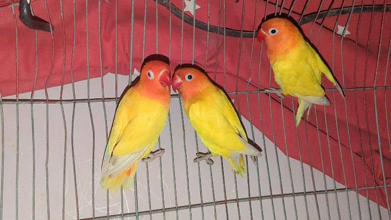 love birds 2