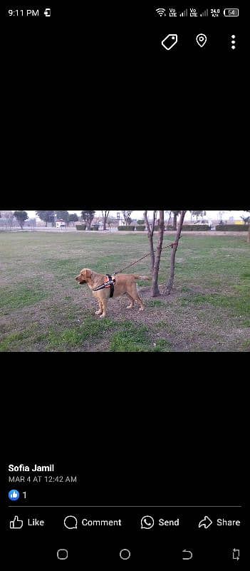 British Labrador Retriever (Male) 7