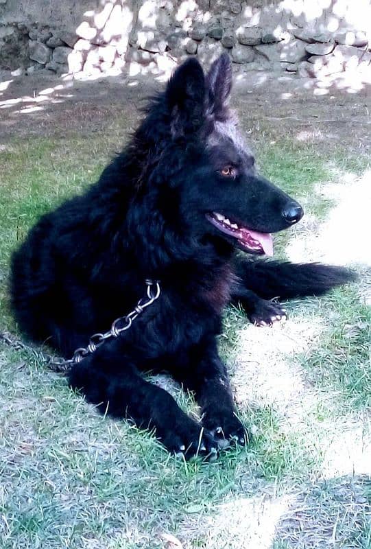 Black Male German Shepherd dog high quality heavy bone long coat 3