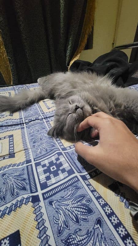 persian cat 0