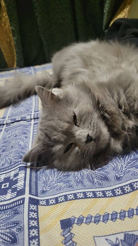 persian cat 2