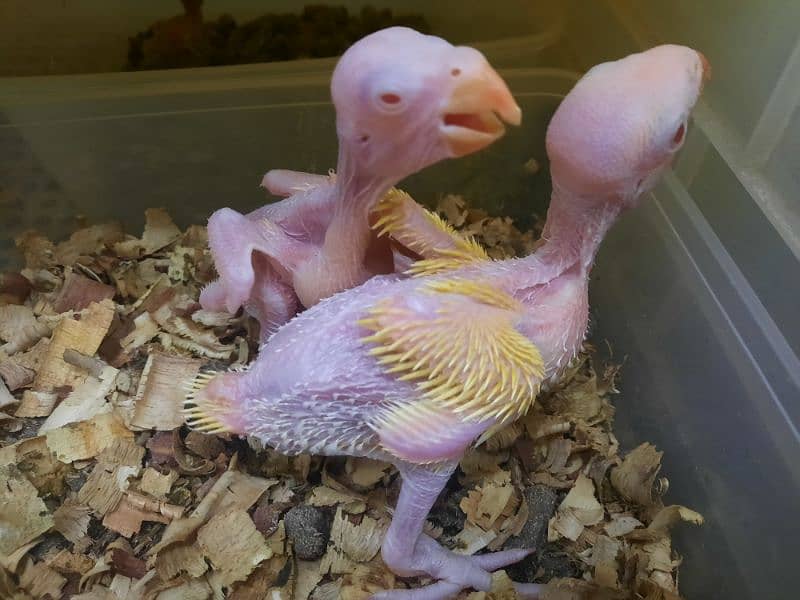 yellow ring neck chick 1