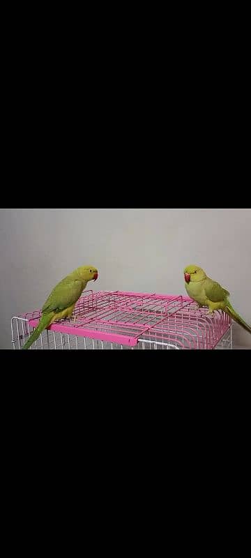 talking parrots 3