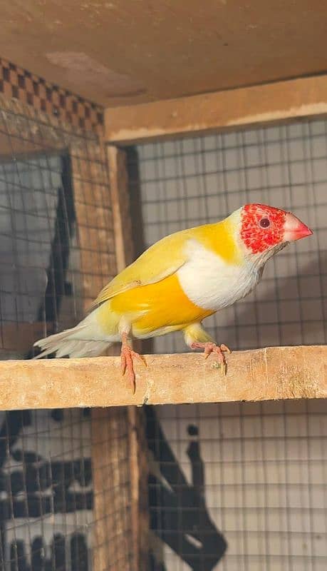 Red Eye Gouldian Male 0