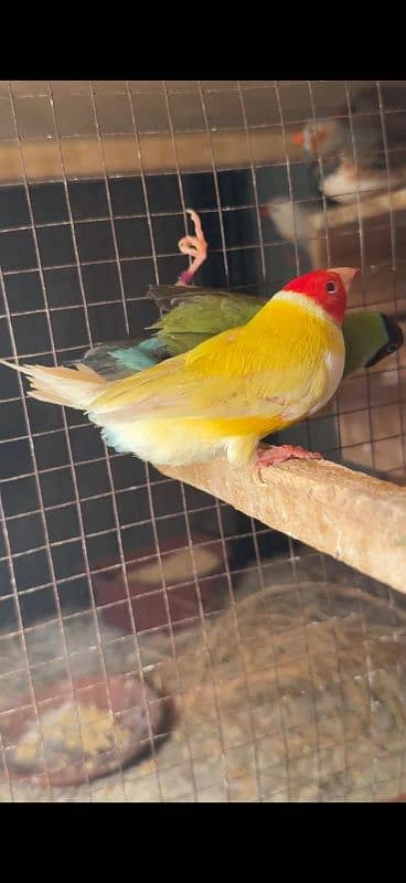 Red Eye Gouldian Male 1