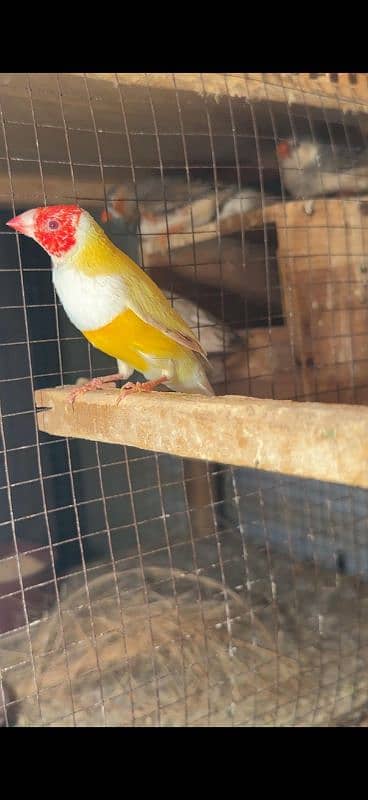 Red Eye Gouldian Male 2