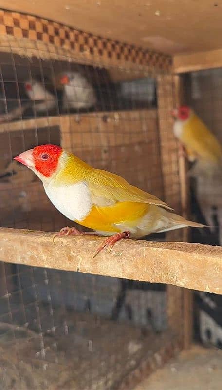 Red Eye Gouldian Male 3