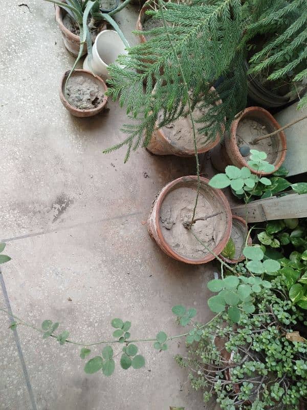 All plants for sale 2